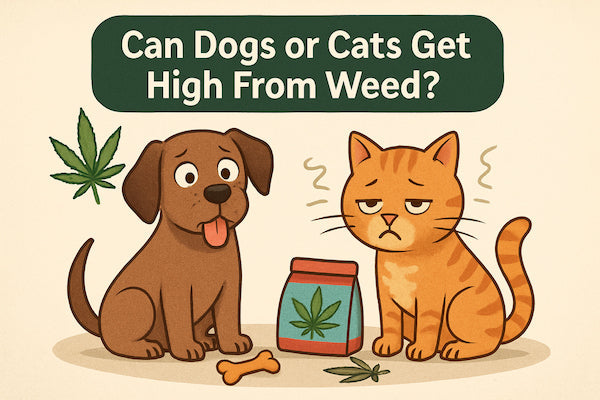 can cats get high from vape smoke Roommate is smoking weed, will my kitty be okay? : r/CATHELP