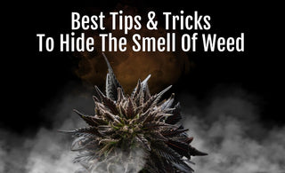 Best Tips & Tricks to Hide the Smell of Weed