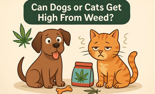 Can Dogs or Cats Get High From Weed?