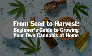 From Seed to Harvest: Beginners Guide to Growing Your Own Cannabis at Home